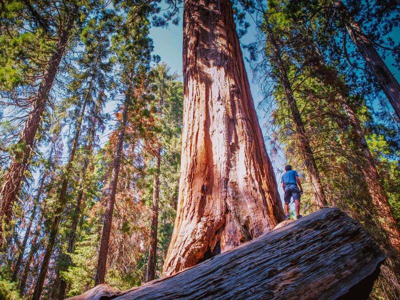 Rondreis Pacific Coast