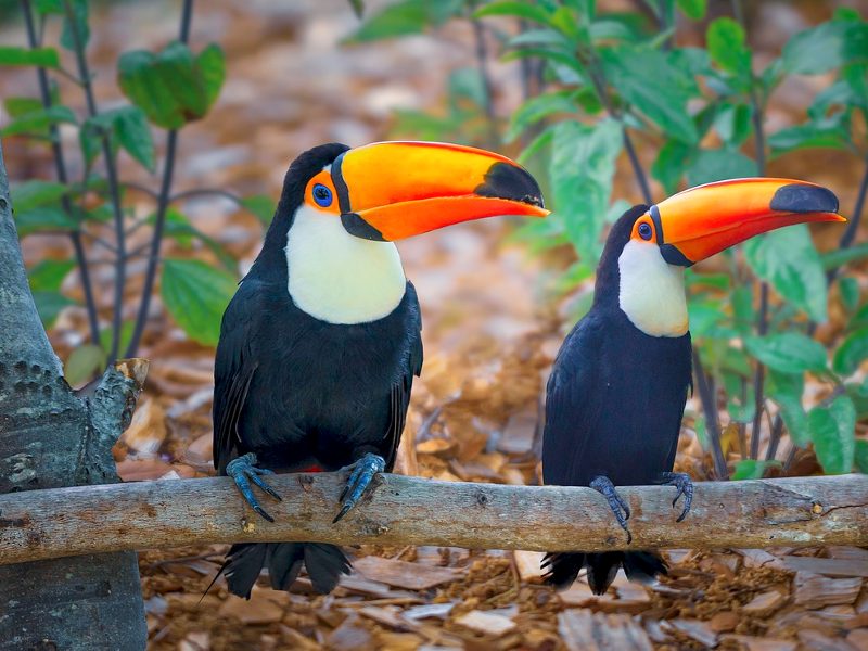 Rondreis Argentinië en Brazilië in 3 weken