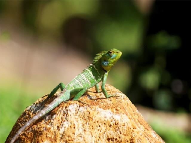Remote Ceylon