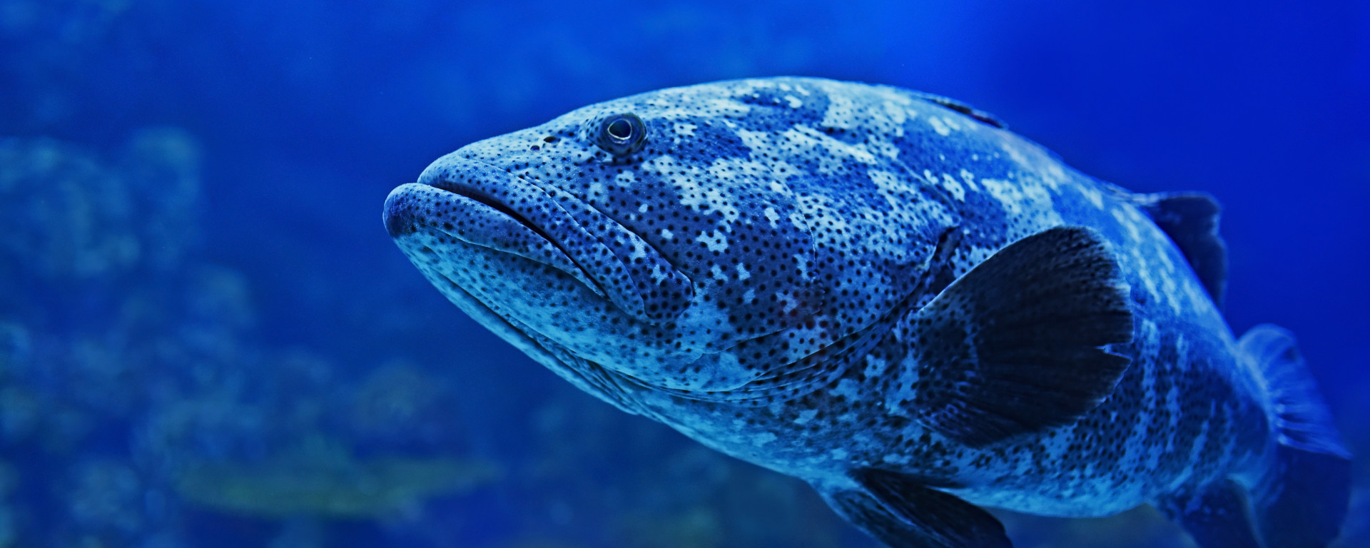 Pelagics of Belize (Duikreis Belize)