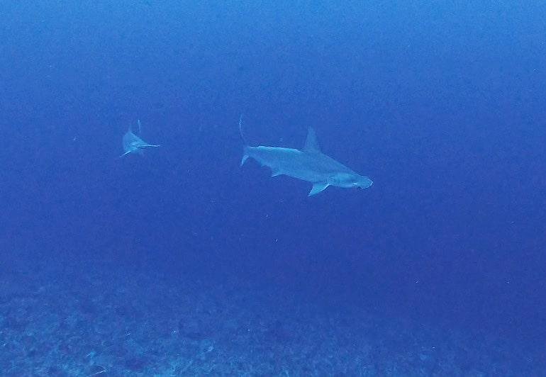 Rondreis 21 dagen Bali en de Gilis – cultuur, avontuur en snorkelen