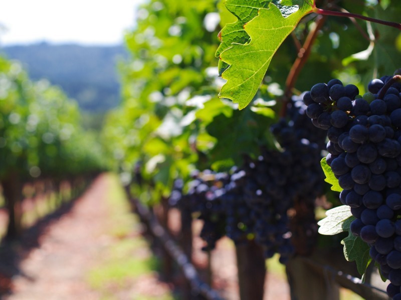 Rondreis Pacific Coast