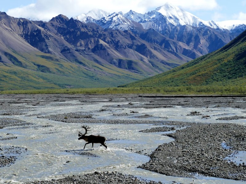 Rondreis Alaska: Wildlife en de ruigste National Parks