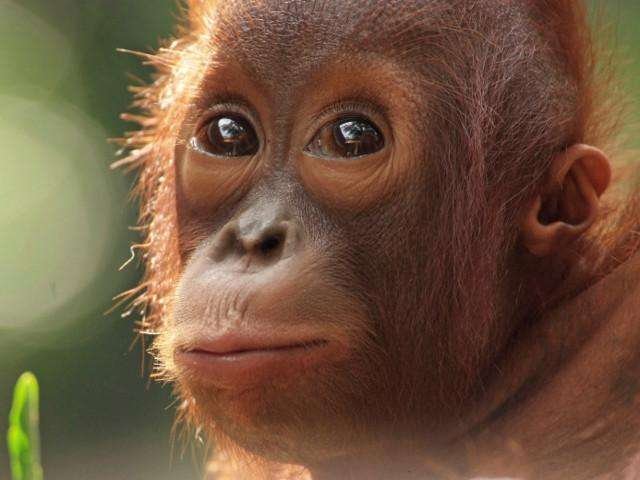 Borneo & Philippines