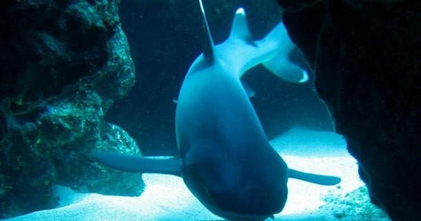 Rondreis 21 dagen Bali en de Gilis – cultuur, avontuur en snorkelen