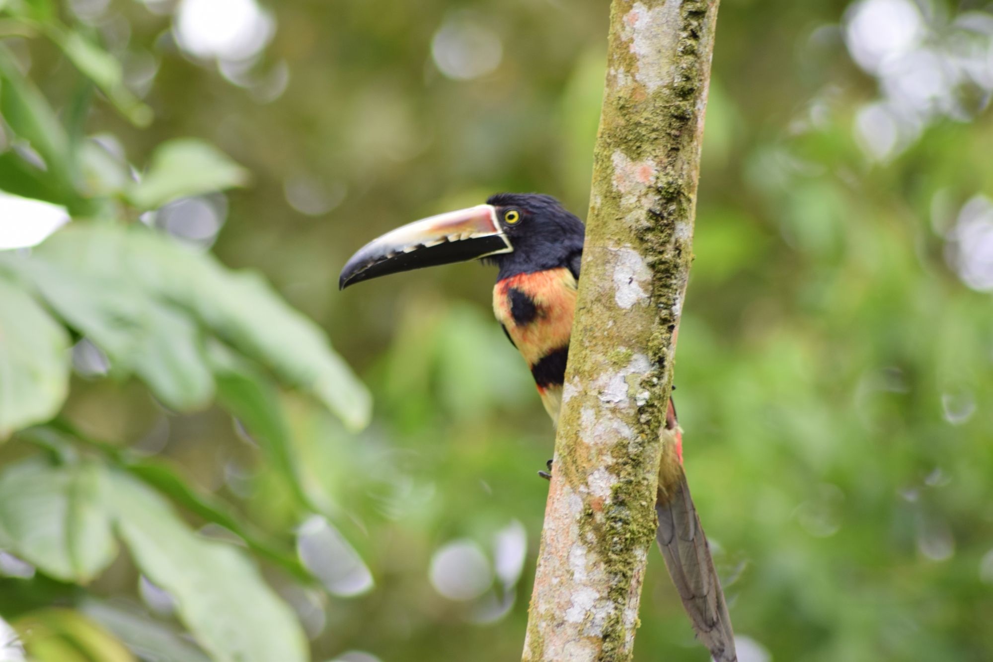 Groepsrondreis Costa Rica Hoogtepunten