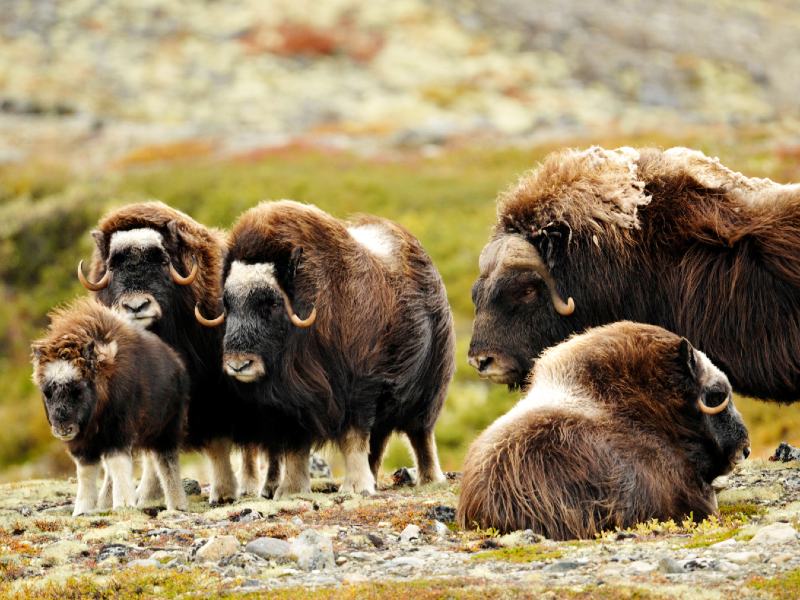 Zweden & Noorwegen combinatiereis