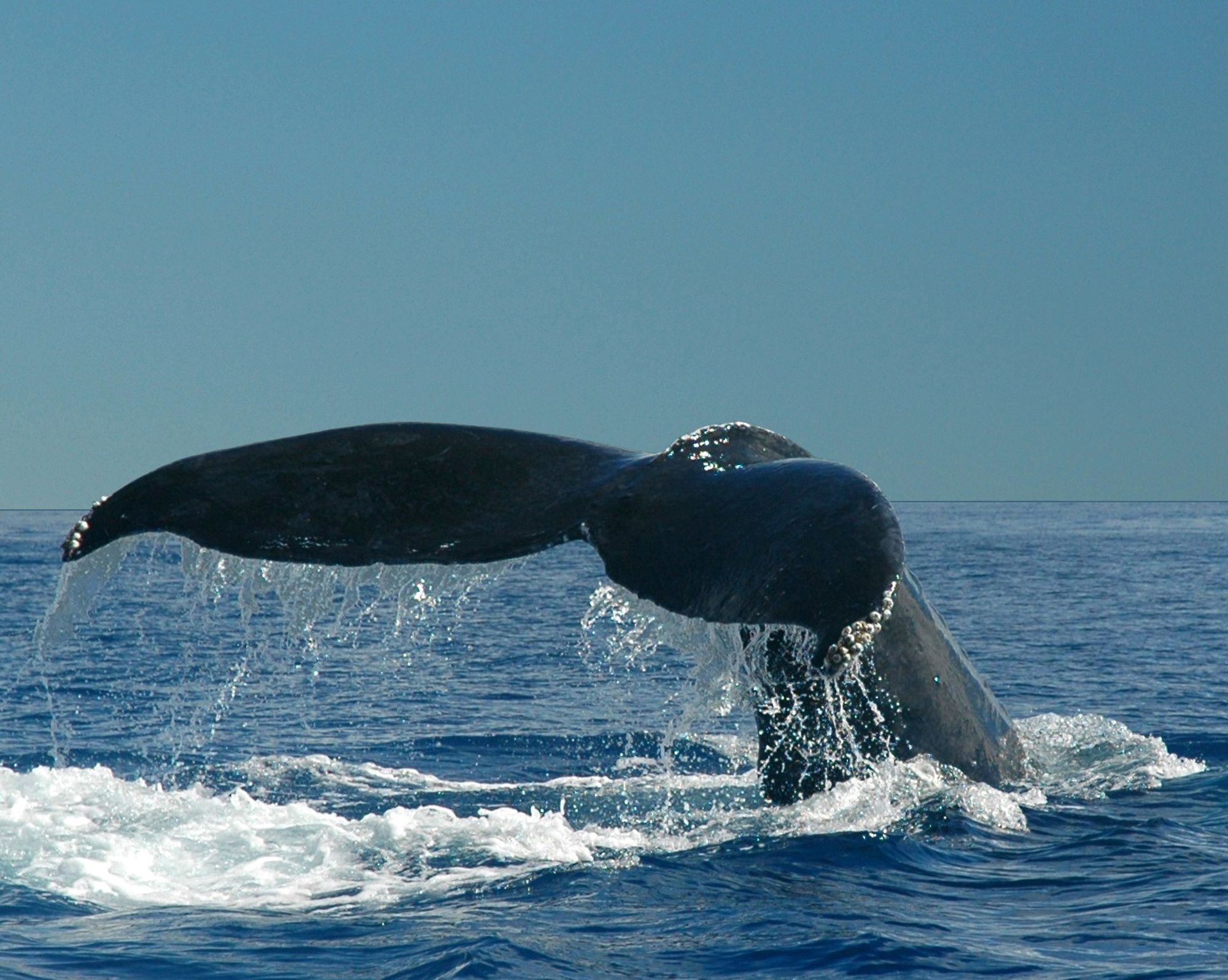 Groepsrondreis Canada West – Kampeer/hotel reis