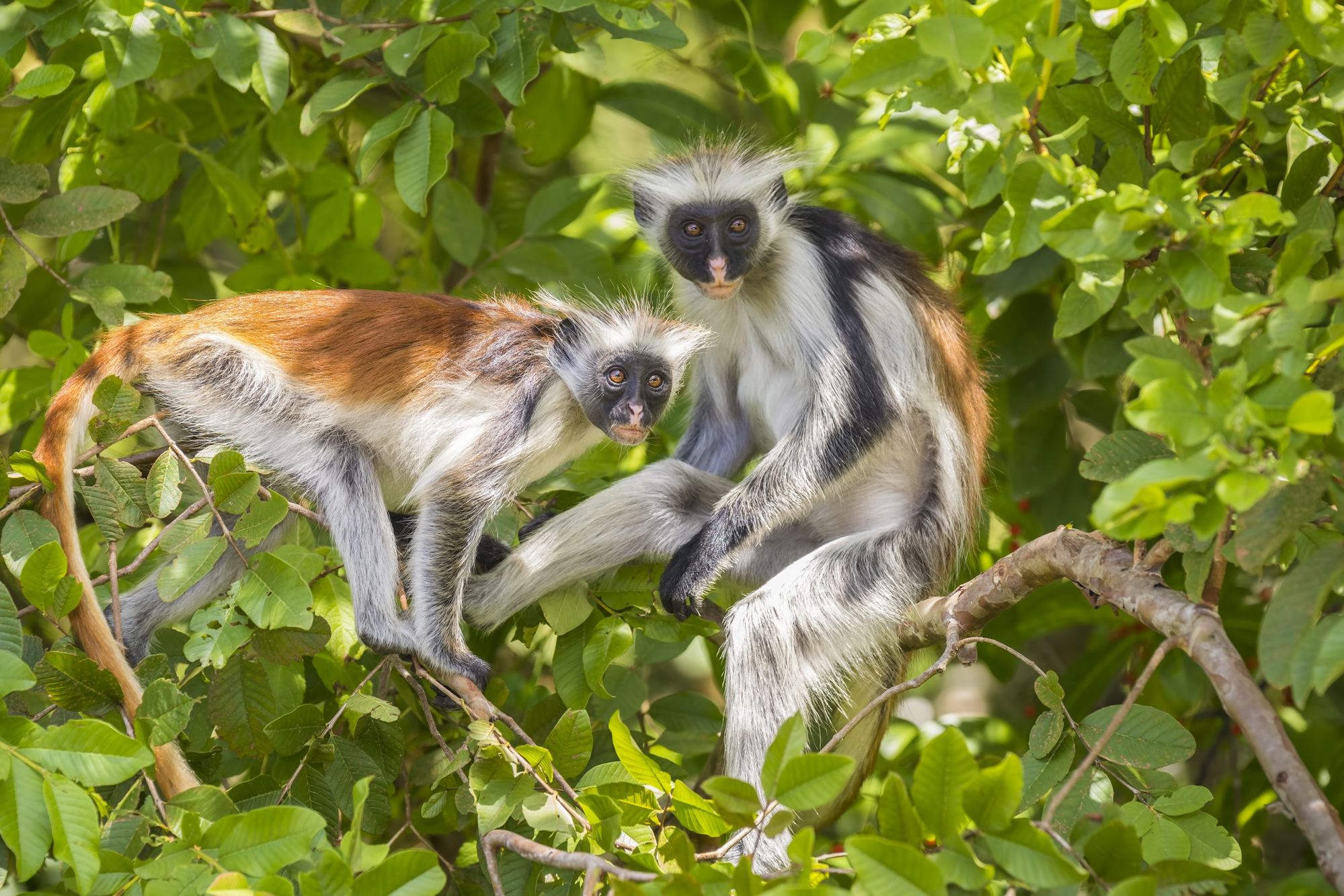 22-35ers reis Kenia & Tanzania