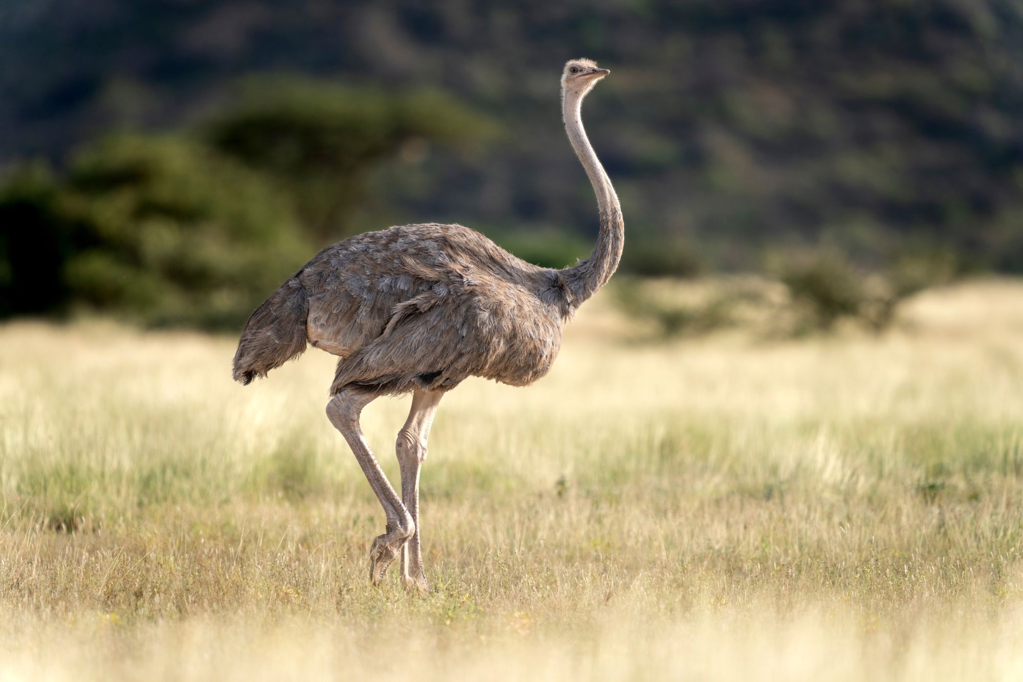 Groepsrondreis Kenia, Tanzania en Zanzibar hotel/lodge