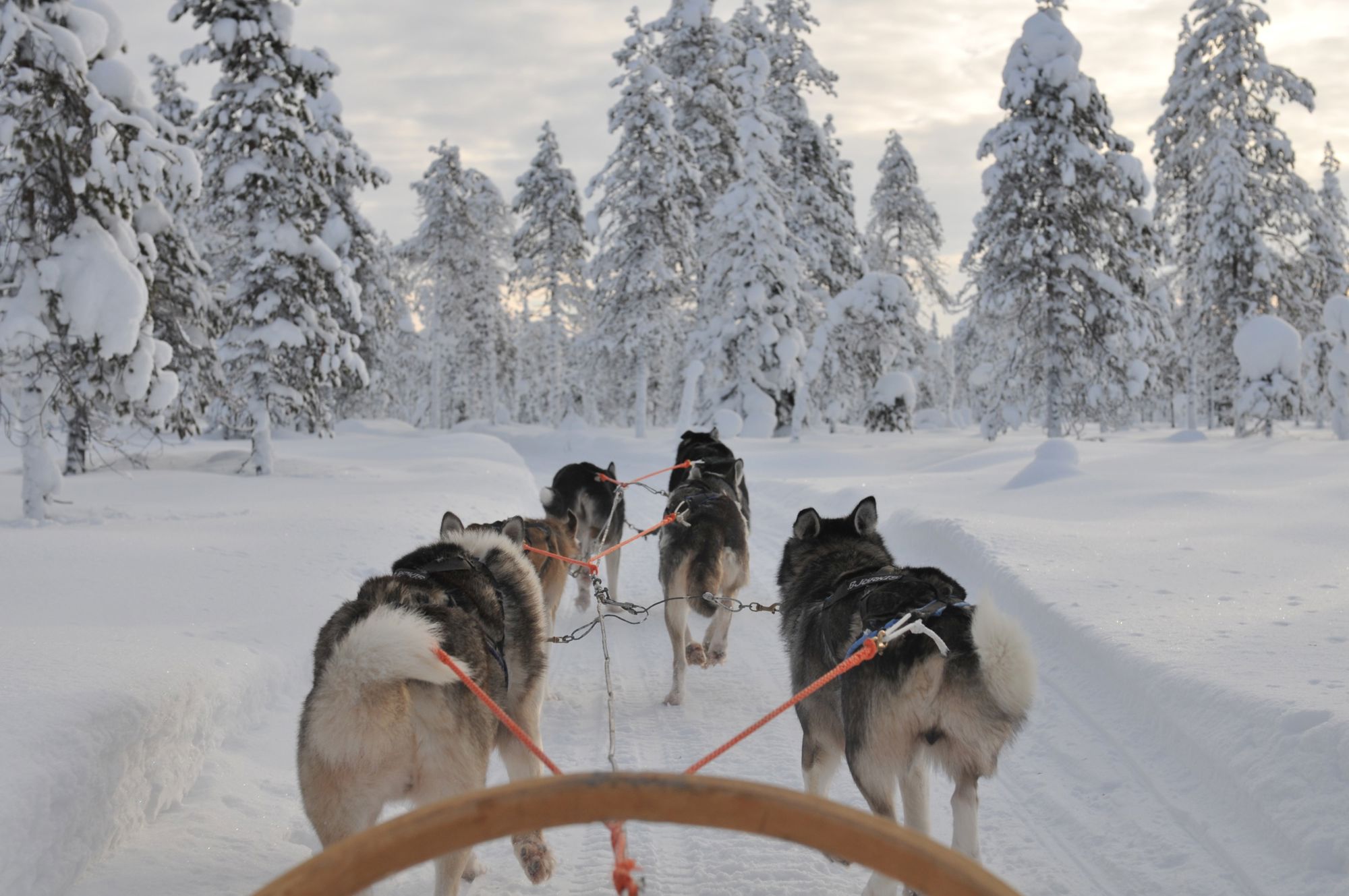 Familiereis Lapland Winter