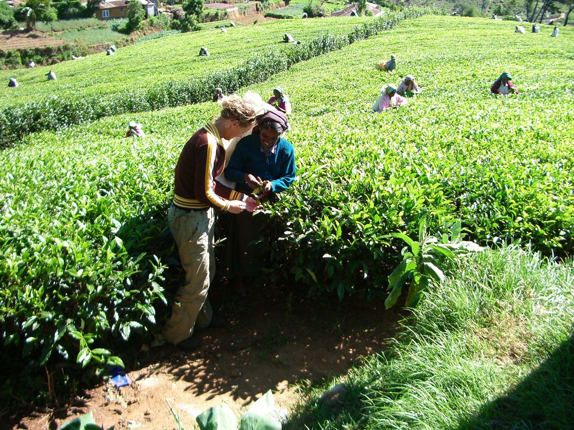 Groepsrondreis Sri Lanka Hoogtepunten