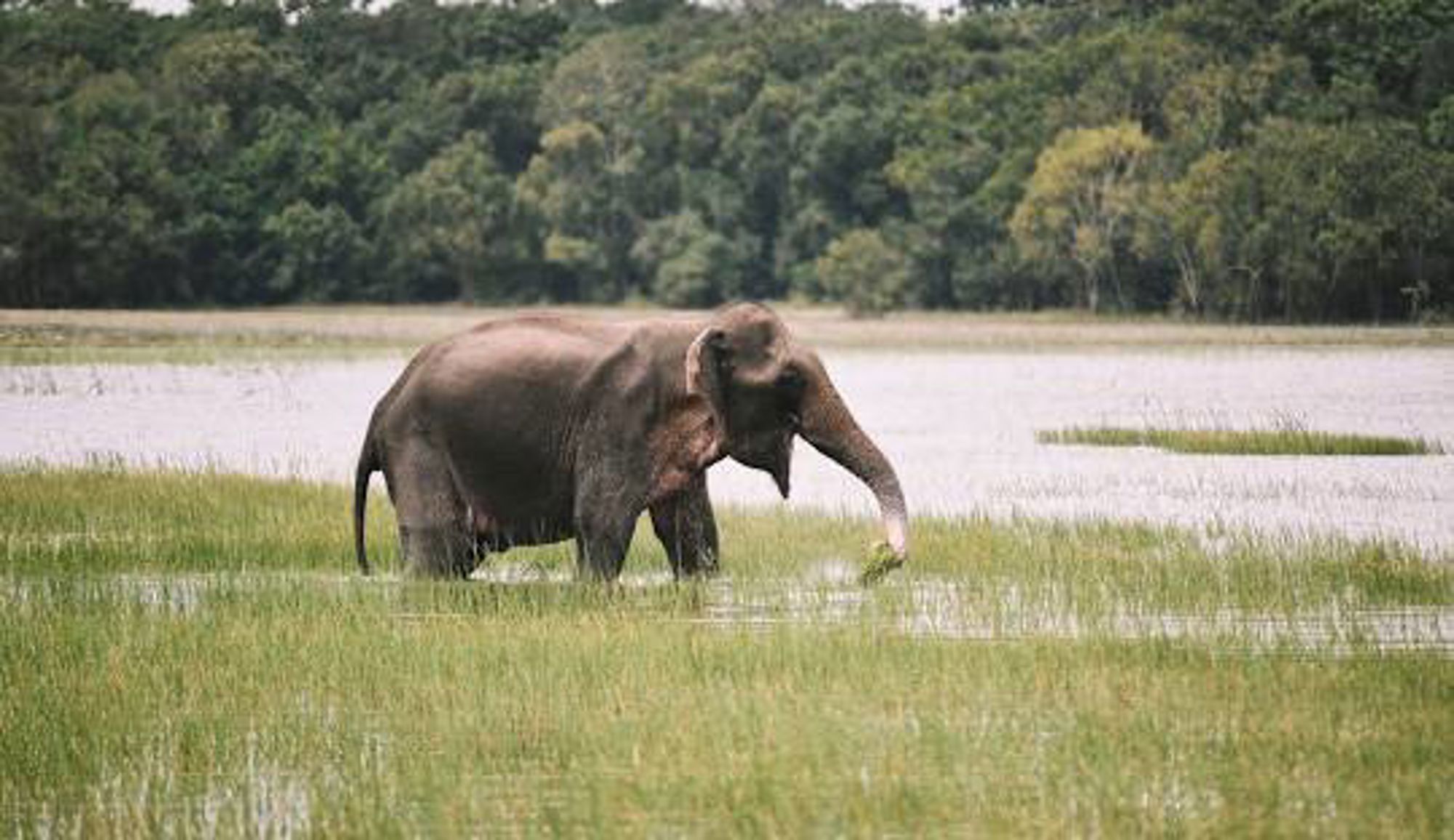 Groepsrondreis Sri Lanka Hoogtepunten