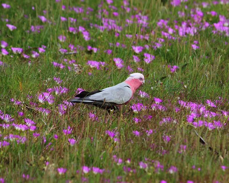 Wildlife Conservation Journey