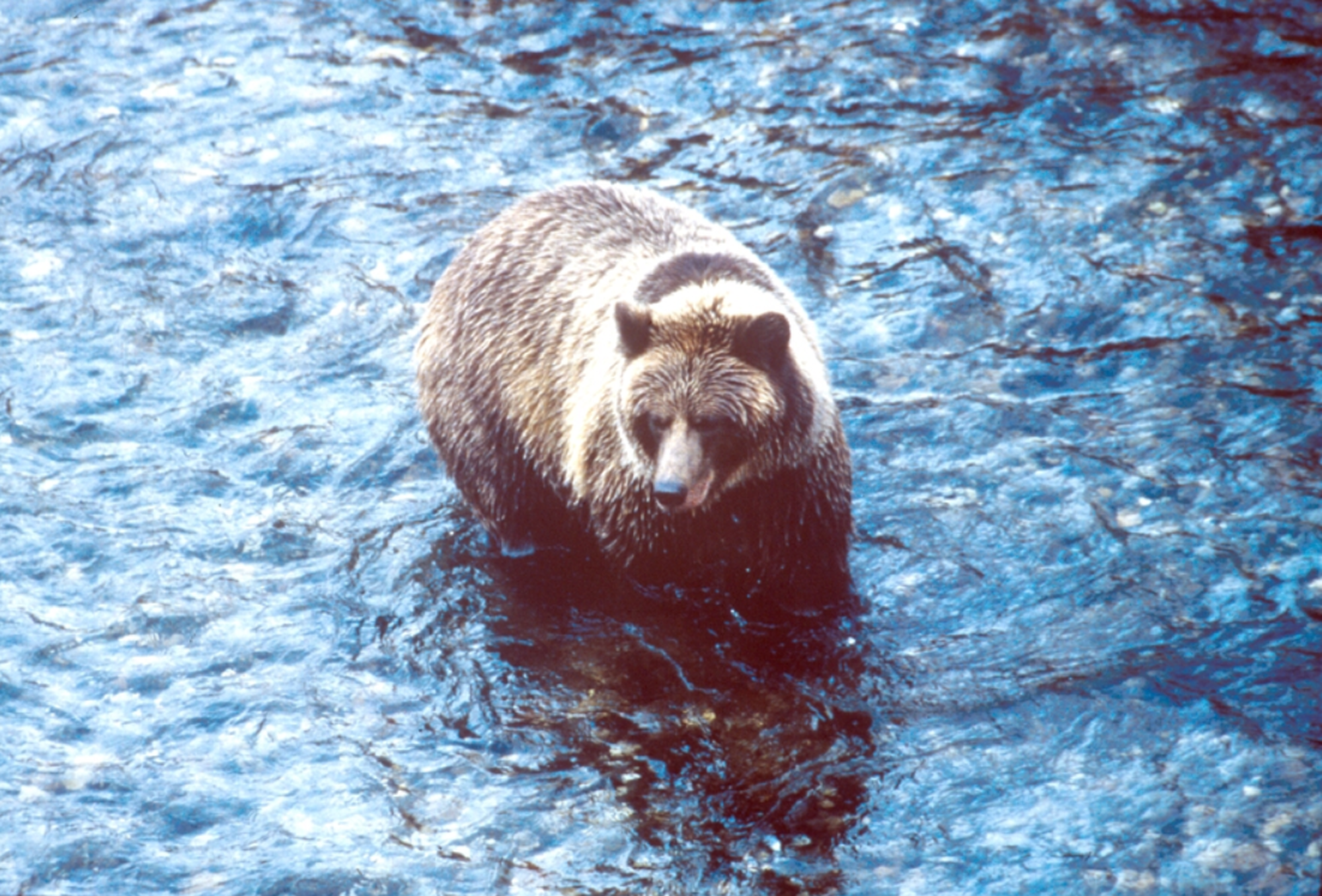 Groepsrondreis Alaska – Kampeer/hotel reis