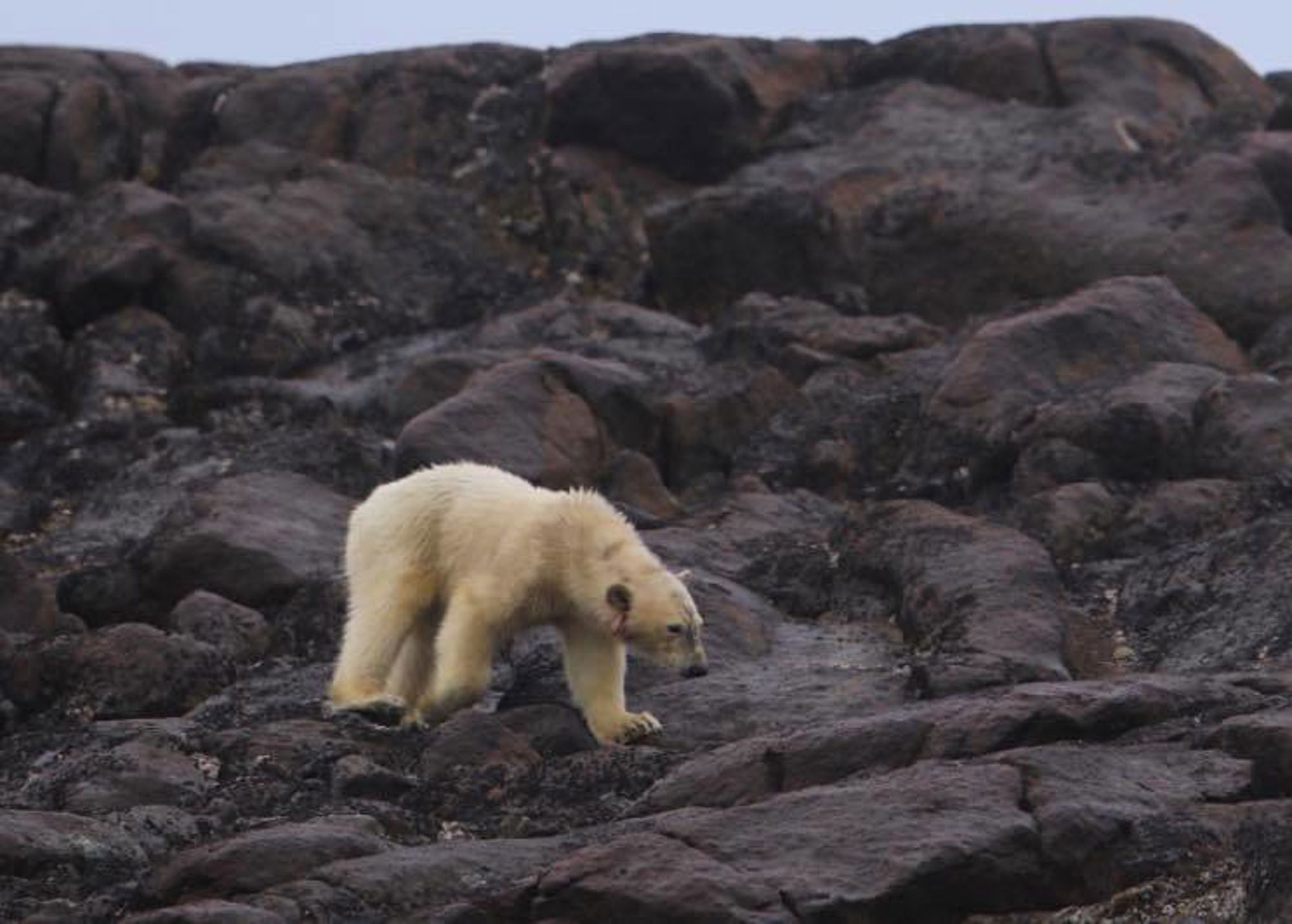 Groepsrondreis van Spitsbergen, naar Groenland & IJsland (3 eilanden)
