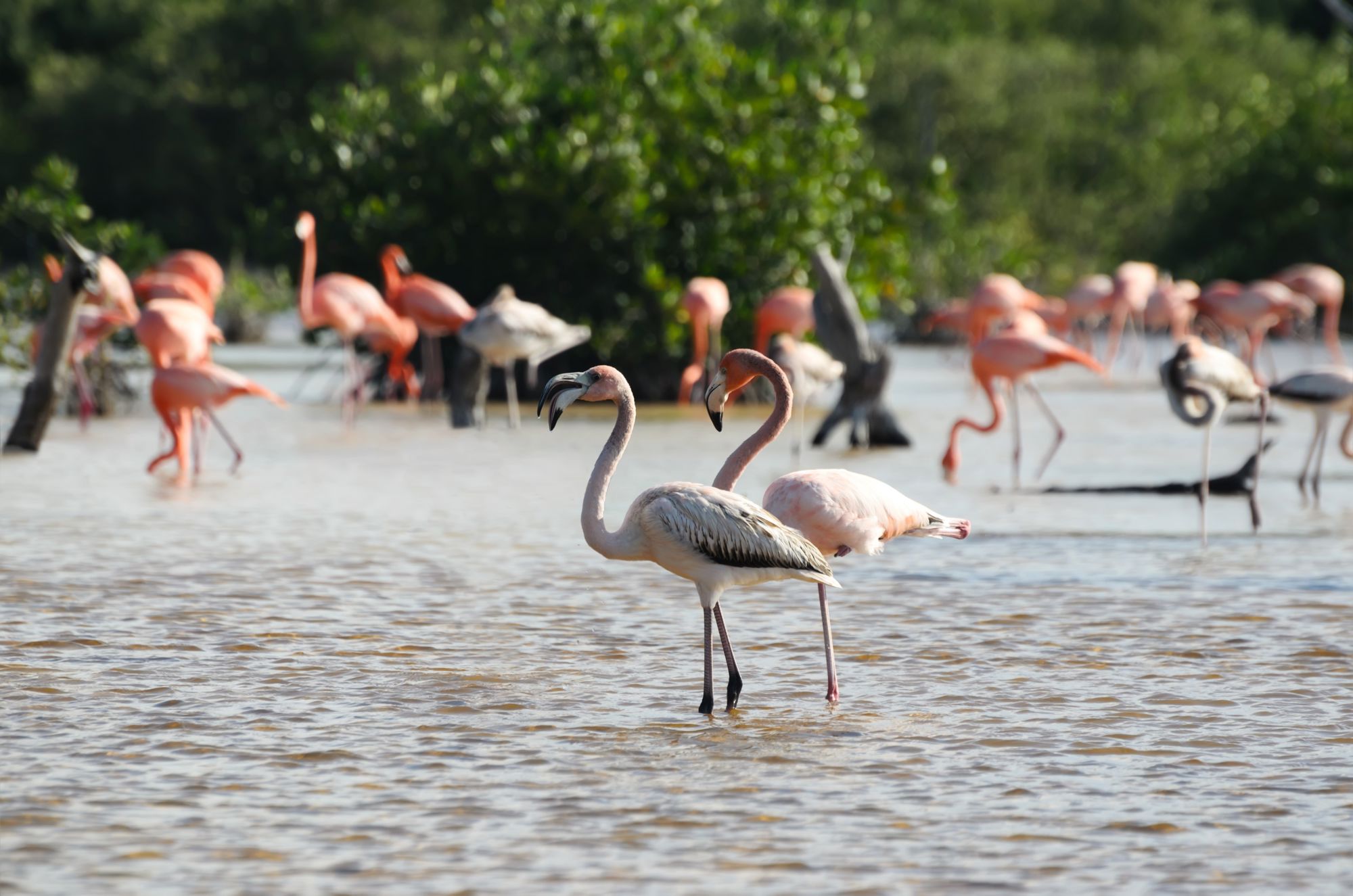 Groepsrondreis Mexico