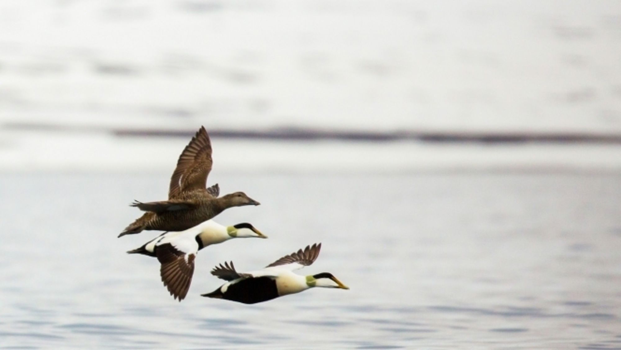 Groepsrondreis Fair Isle, Faeröer en Spitsbergen: Vogels en IJsberen