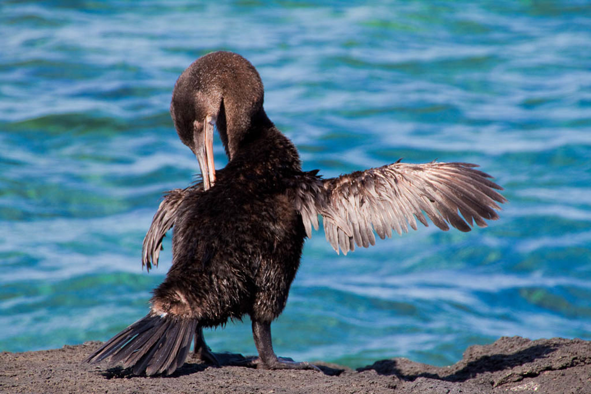 Groepsrondreis Galapagoseilanden