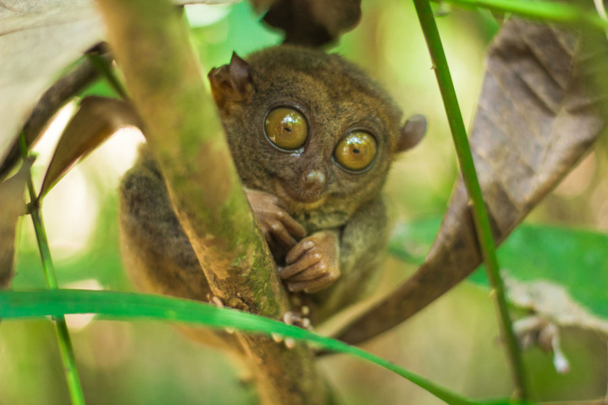 Groepsrondreis Filipijnen
