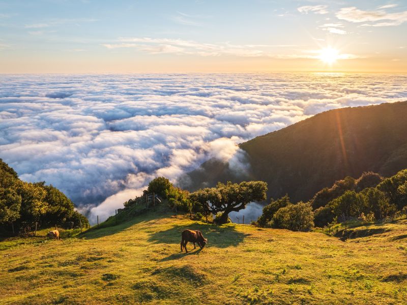 Vakantie Madeira en Porto Santo