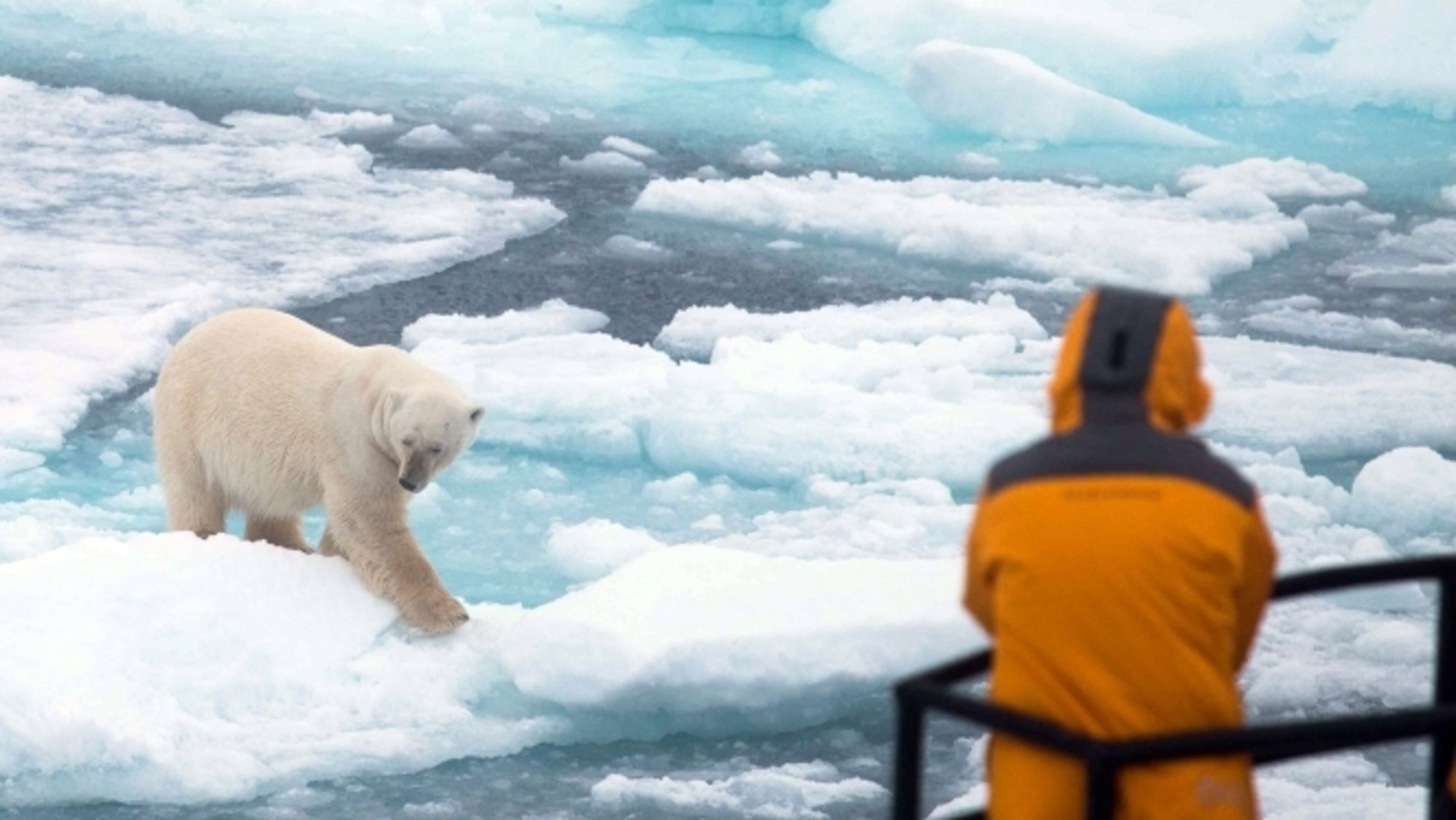 Groepsrondreis Fair Isle, Faeröer en Spitsbergen: Vogels en IJsberen