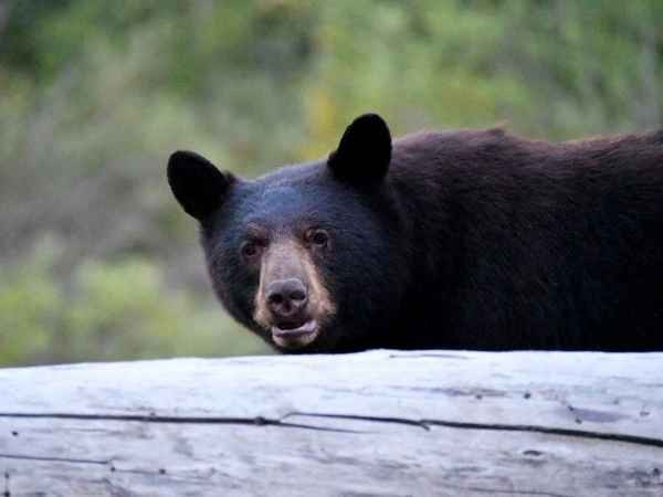 Wildlife en Wildernis in West-Canada