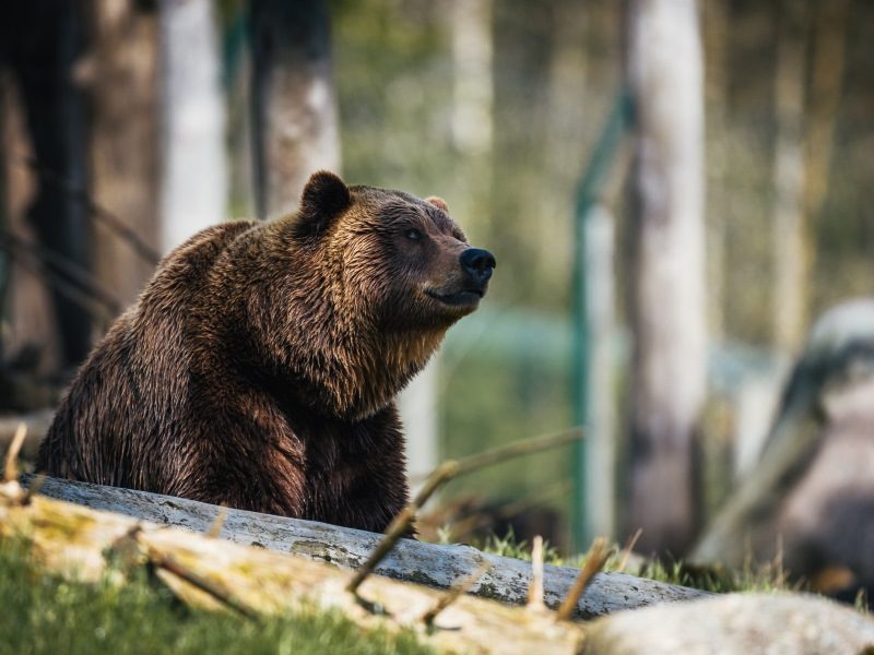 Hollywood, hamburgers en rockin’ highway