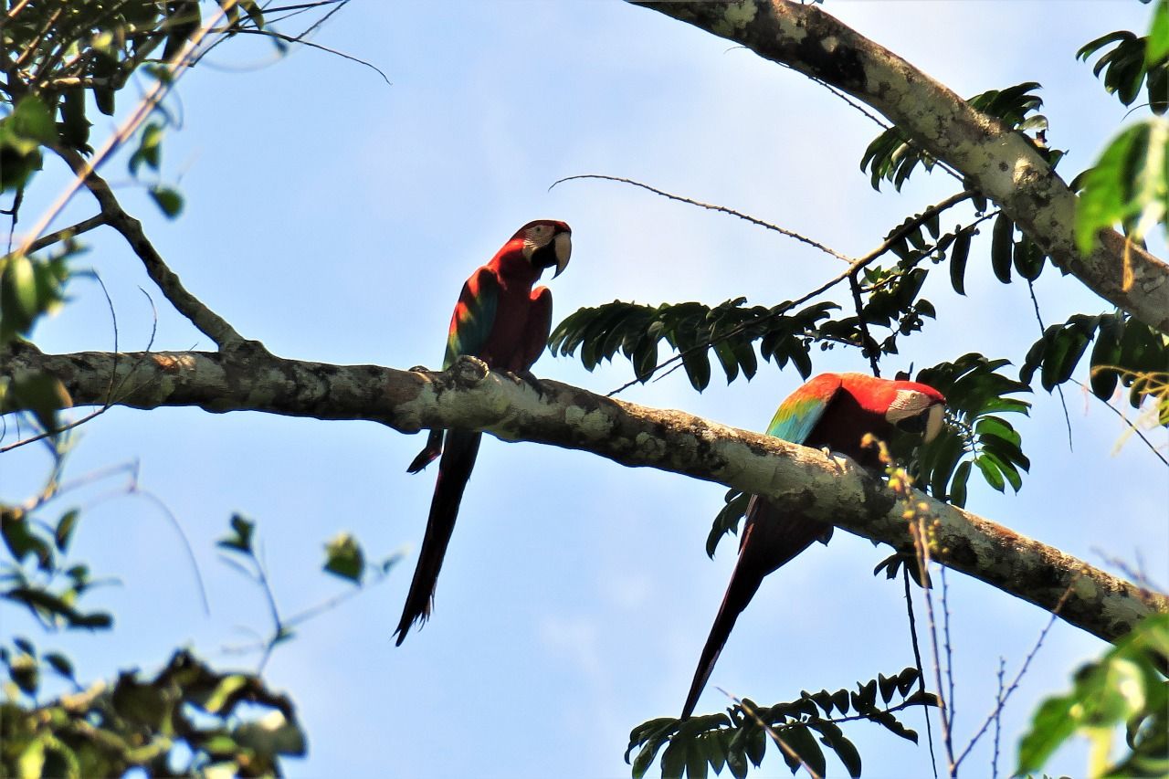 Wortels van Suriname