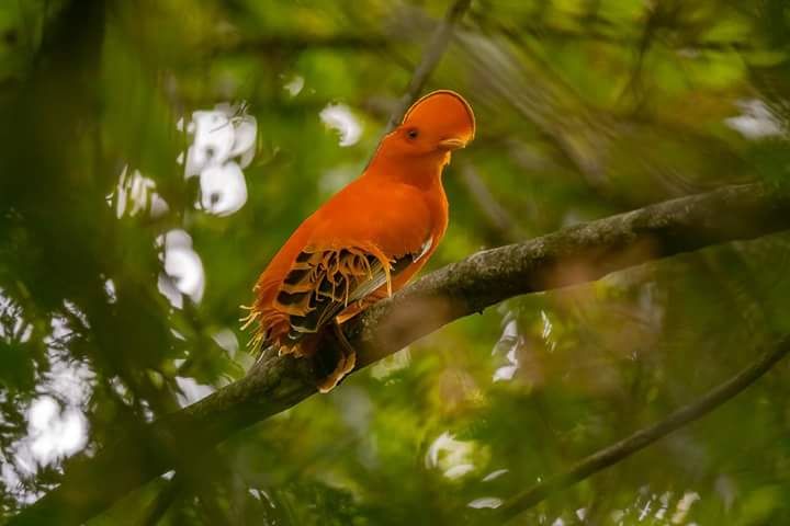 Suriname Avontuurlijk
