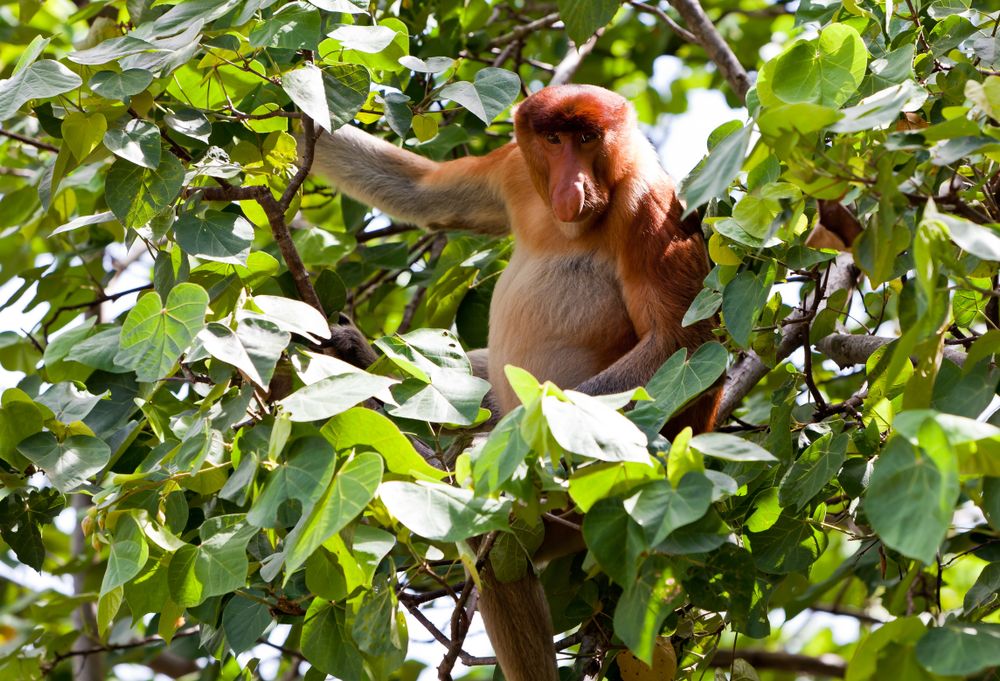 Discover West-Maleisië en veelzijdig Sarawak