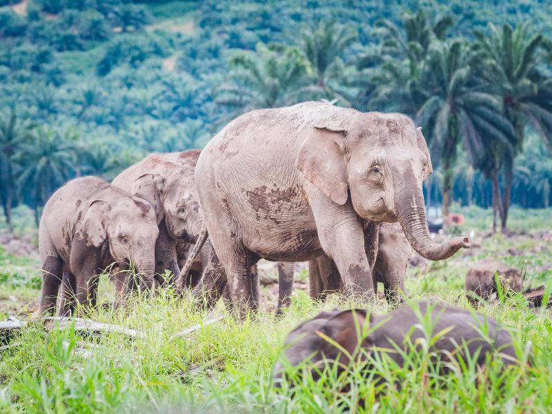 Ultiem Borneo: jungle, wildlife & orang-utans