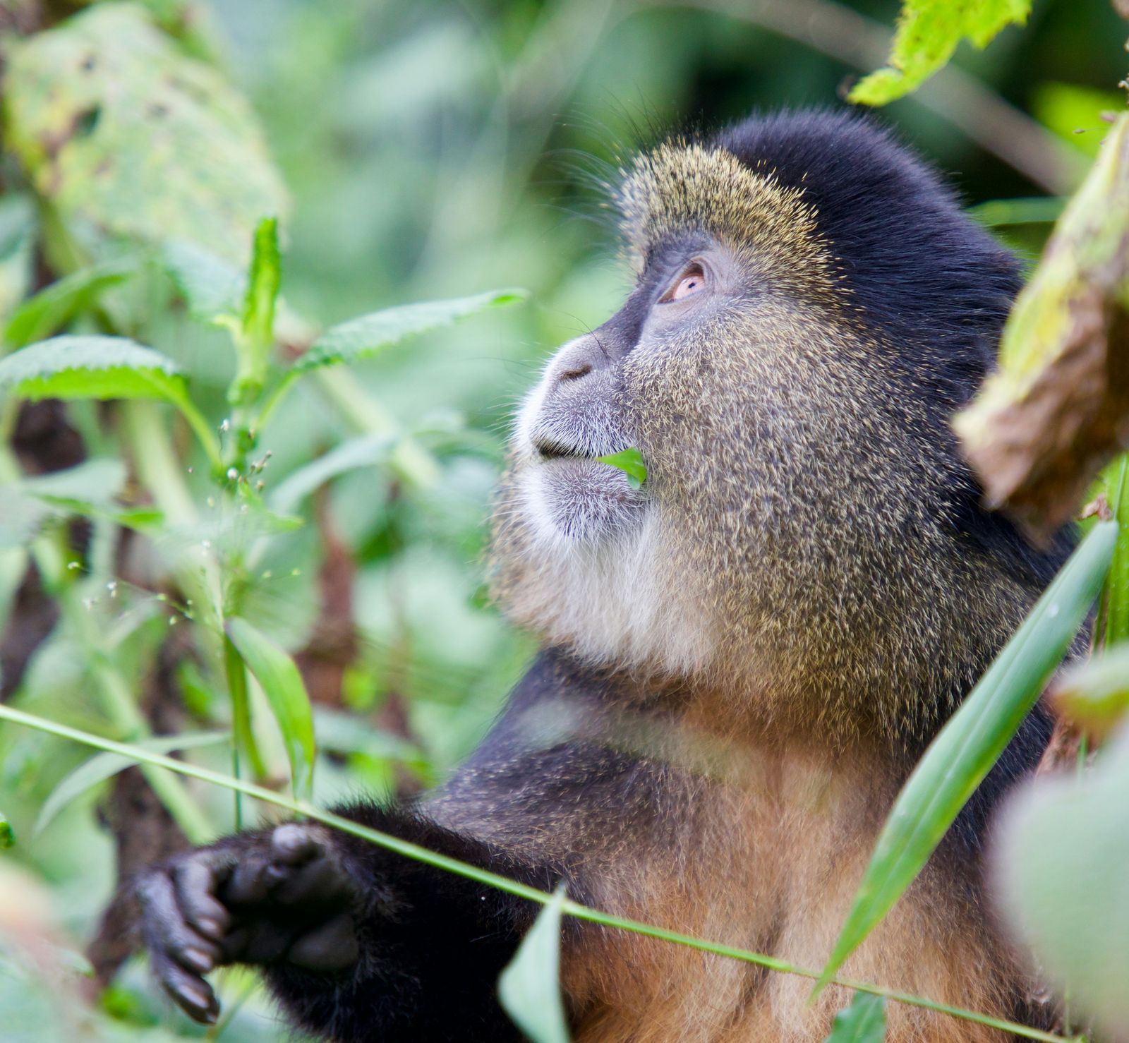 Rwanda Hoogtepunten – Land van de Duizend Heuvels