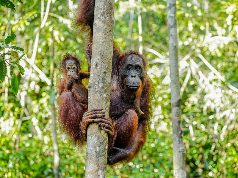Borneo in 2 weken
