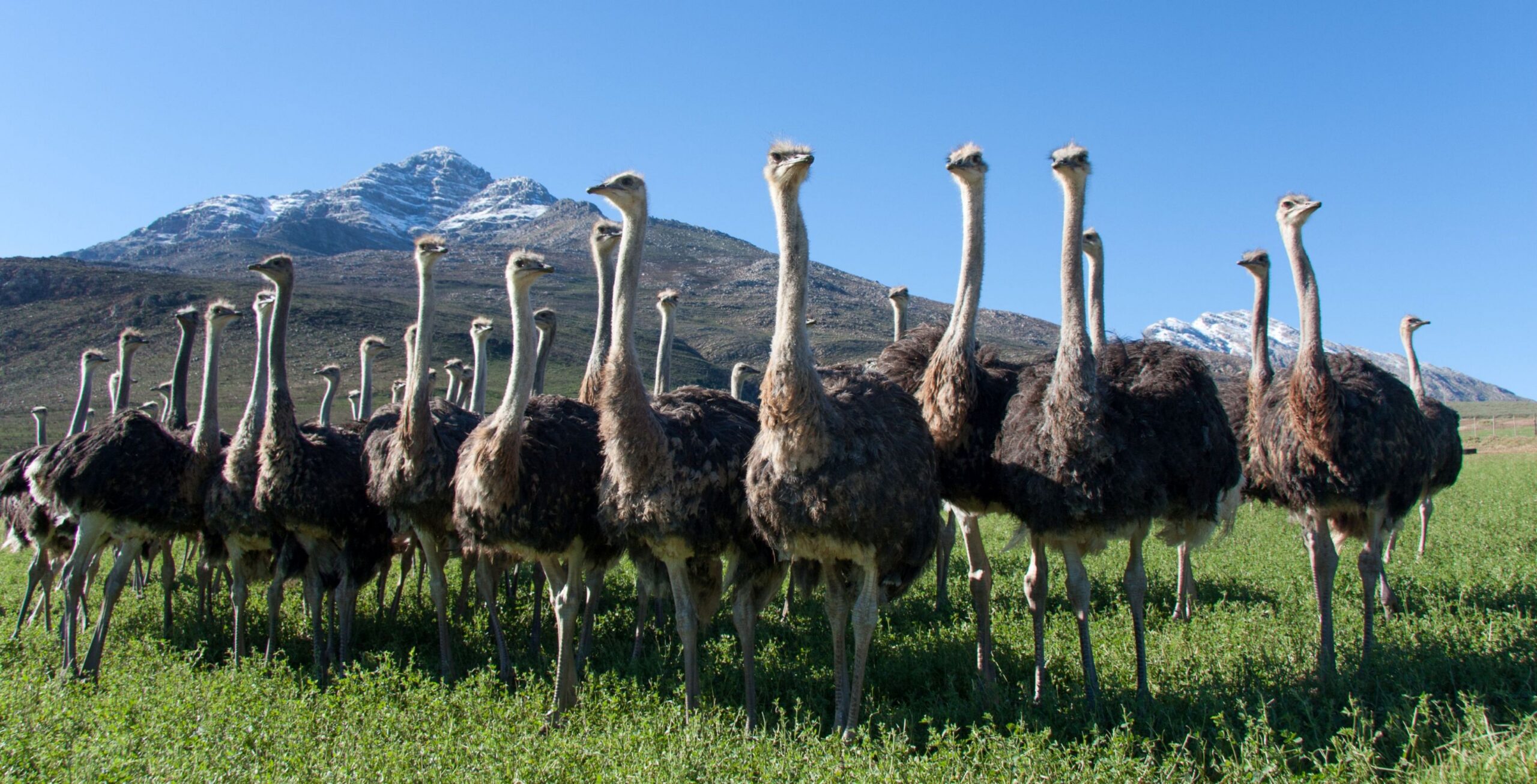 9 dagen Zuid-Afrika: Kleine Karoo & twee oceanen