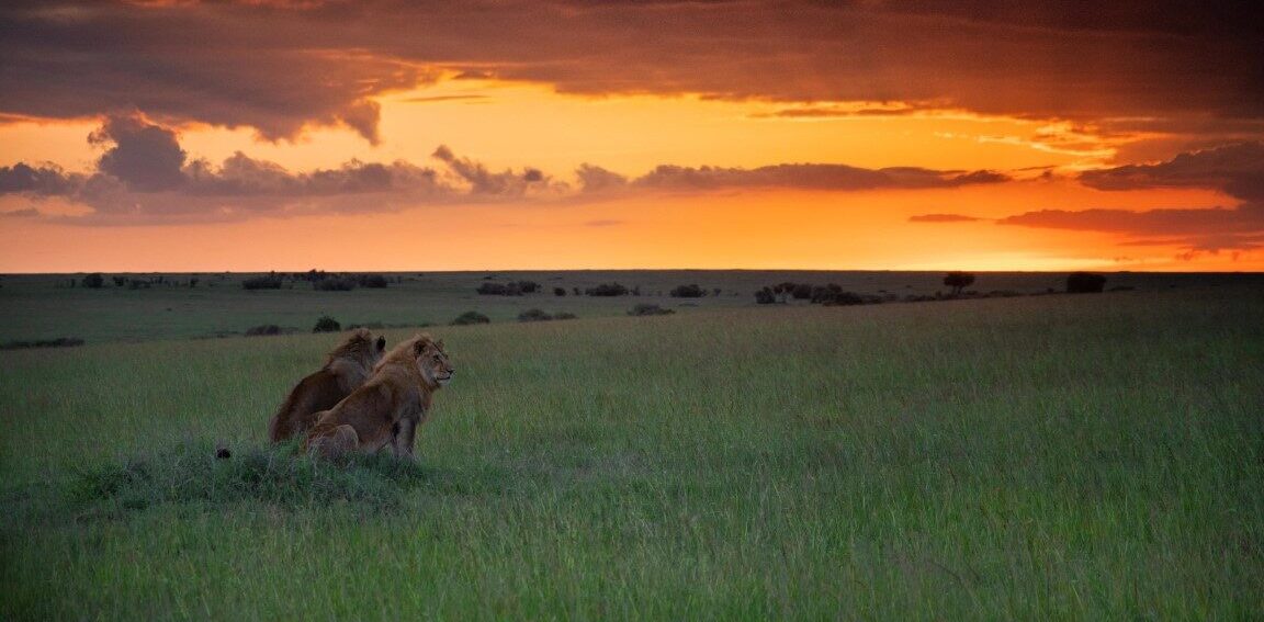14 dagen Kenia: de Big Five en het paradijs