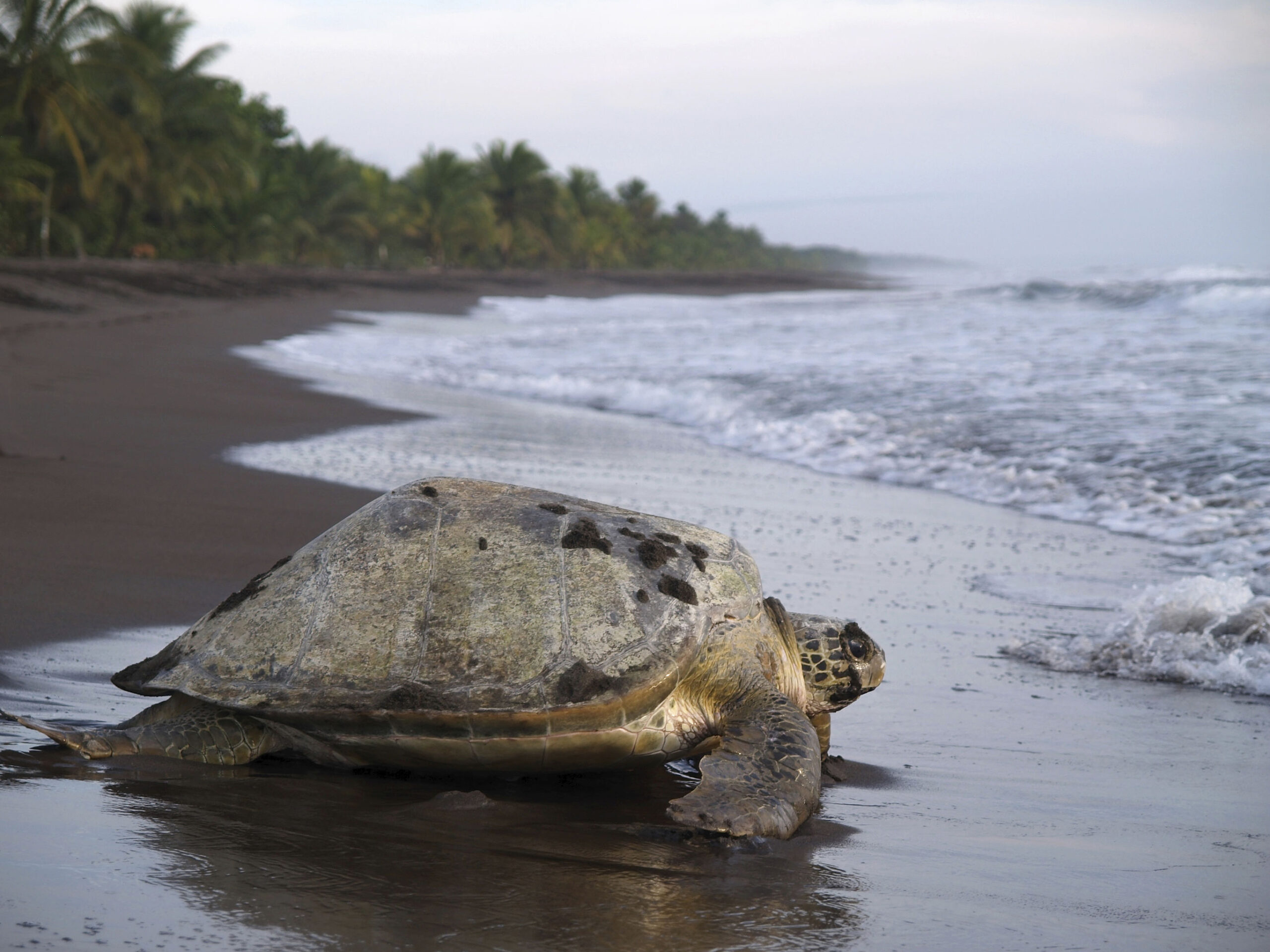 Pura Vida in Costa Rica met het gezin