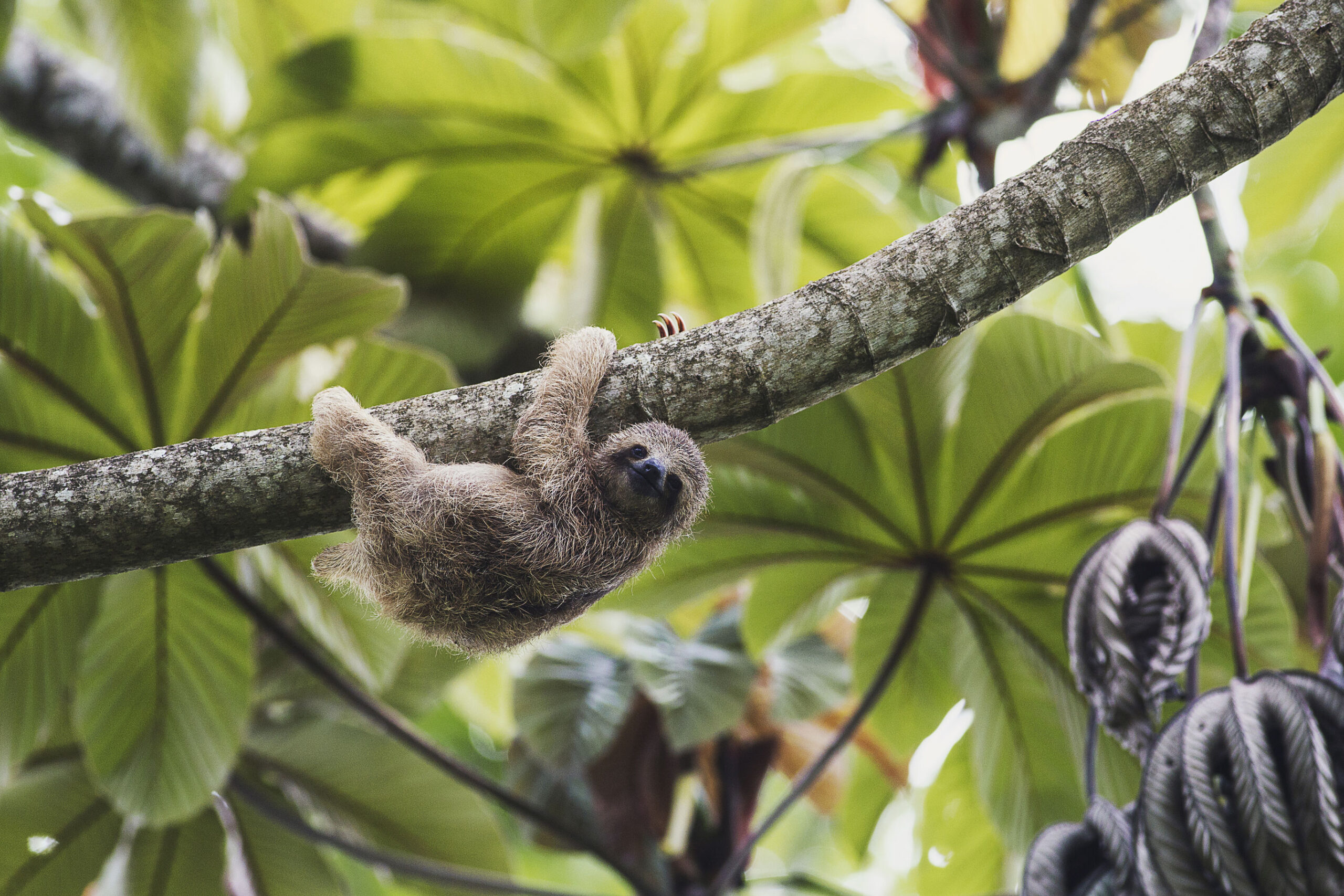 Pura Vida in Costa Rica met het gezin