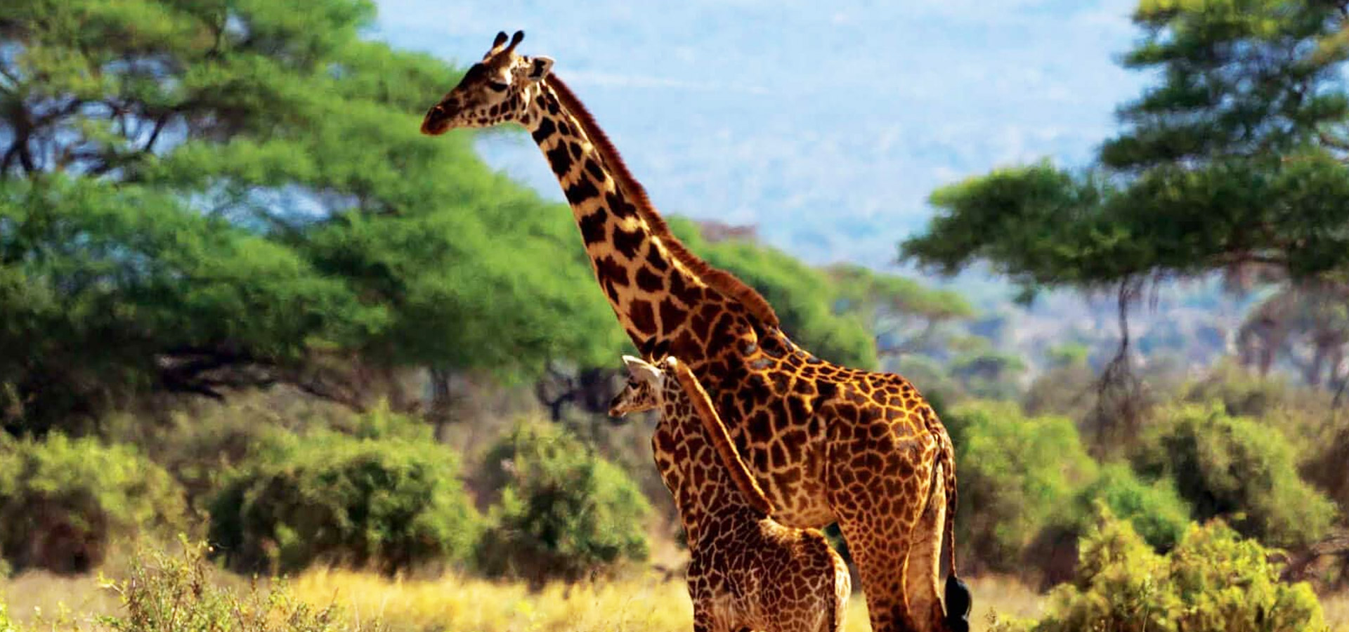 10 dagen  – Zuid-Kenia safari en strand