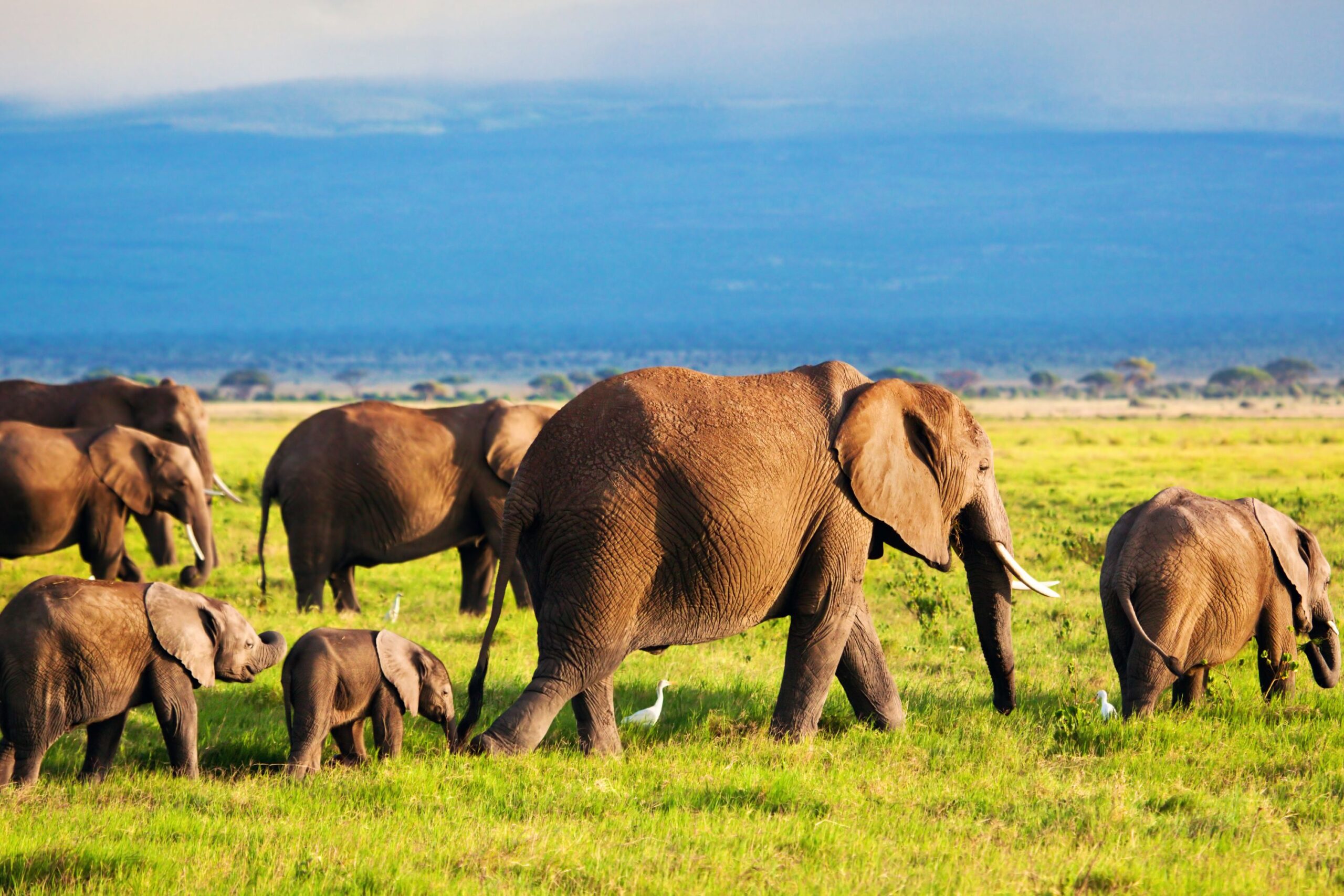 10 dagen safari en strand – Zuidoostelijke vibes