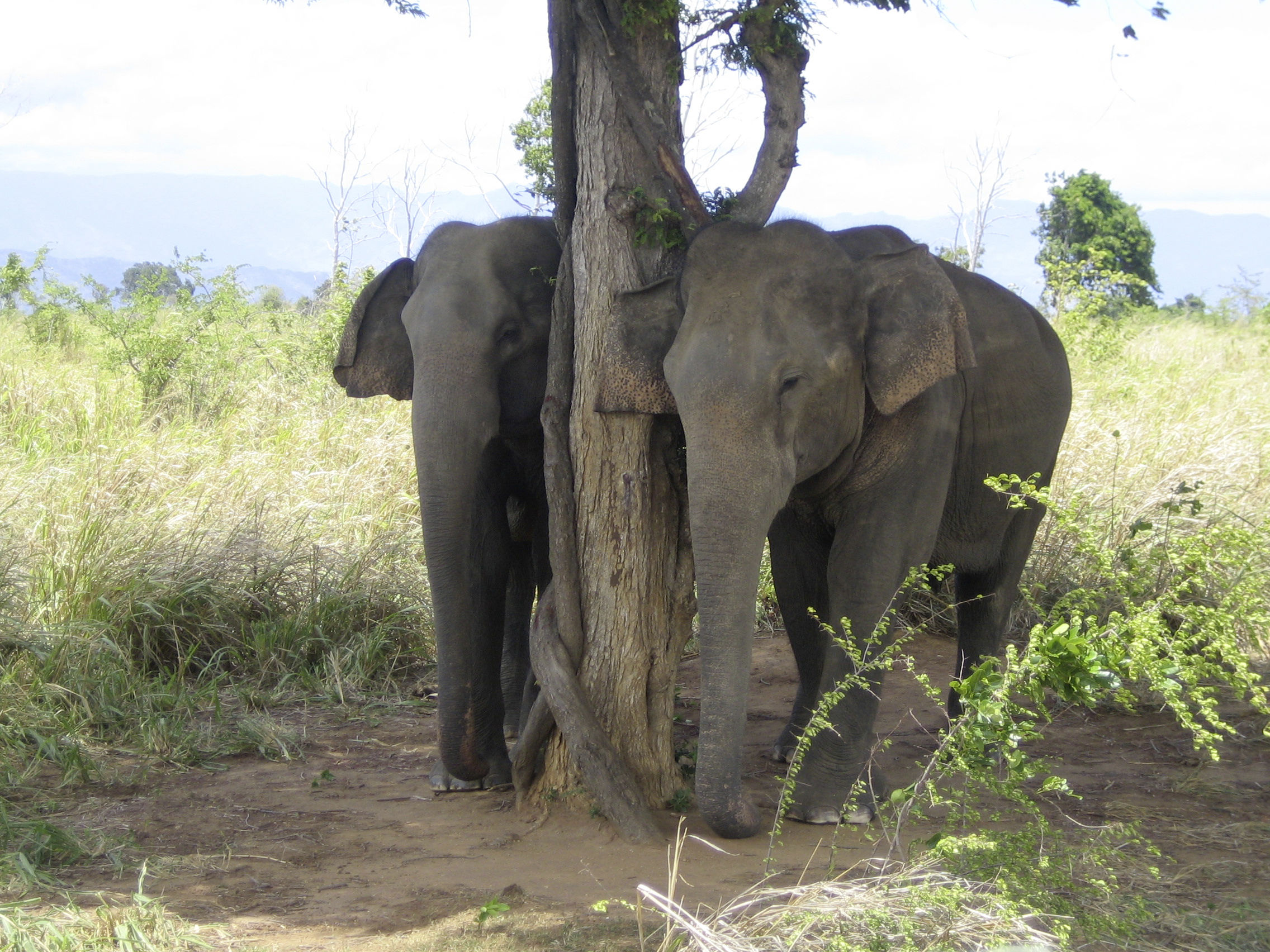 Kennismaking Sri Lanka met kinderen