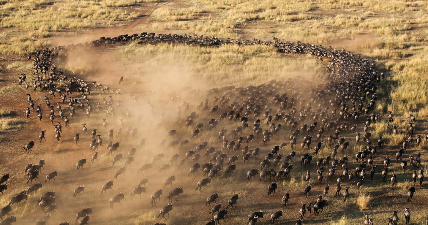 4 dagen Kenia: Masai Mara Avontuur