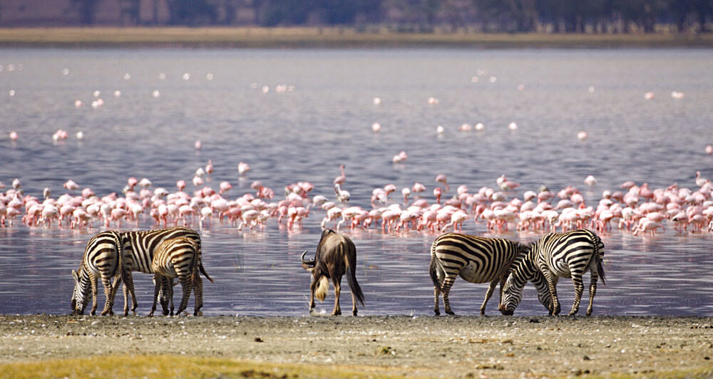 5 dagen safari – Een heerlijke roadtrip