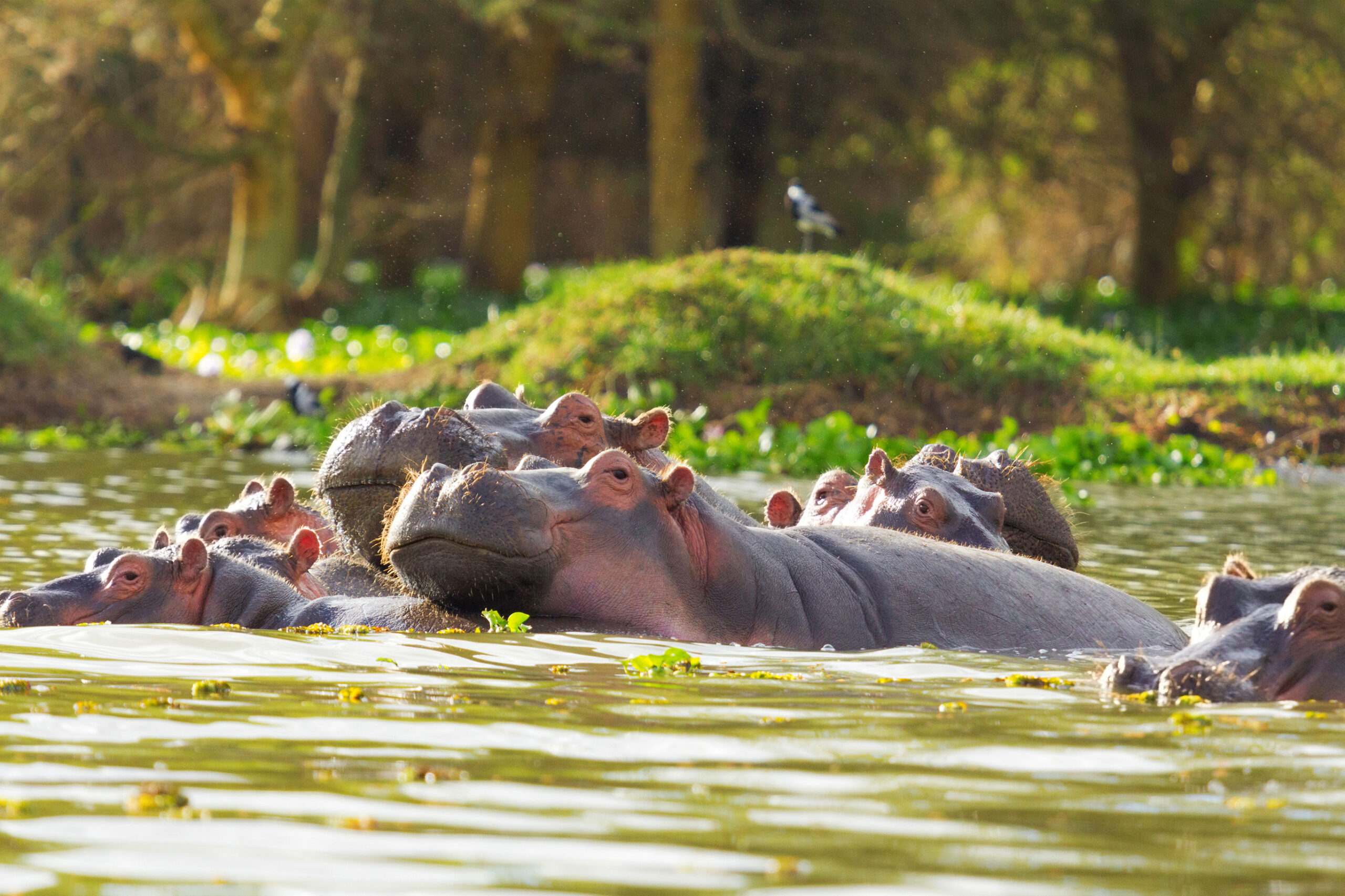 Big 5 Zuid-Afrika in 2 weken
