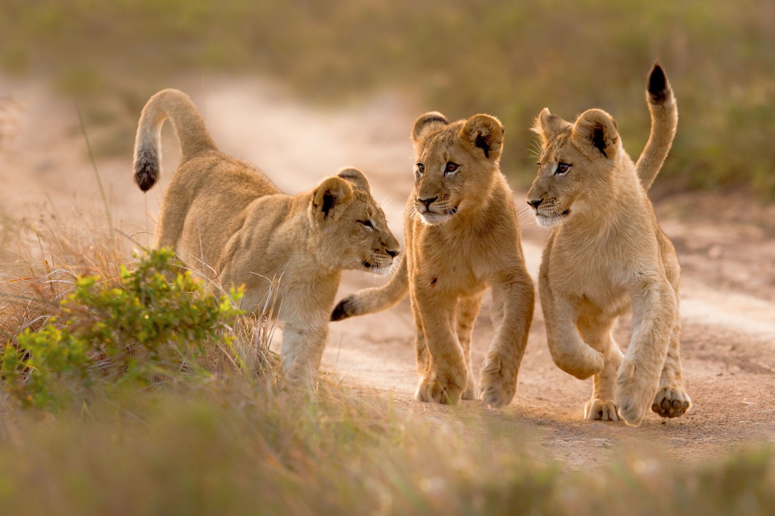 Big 5 Zuid-Afrika in 2 weken