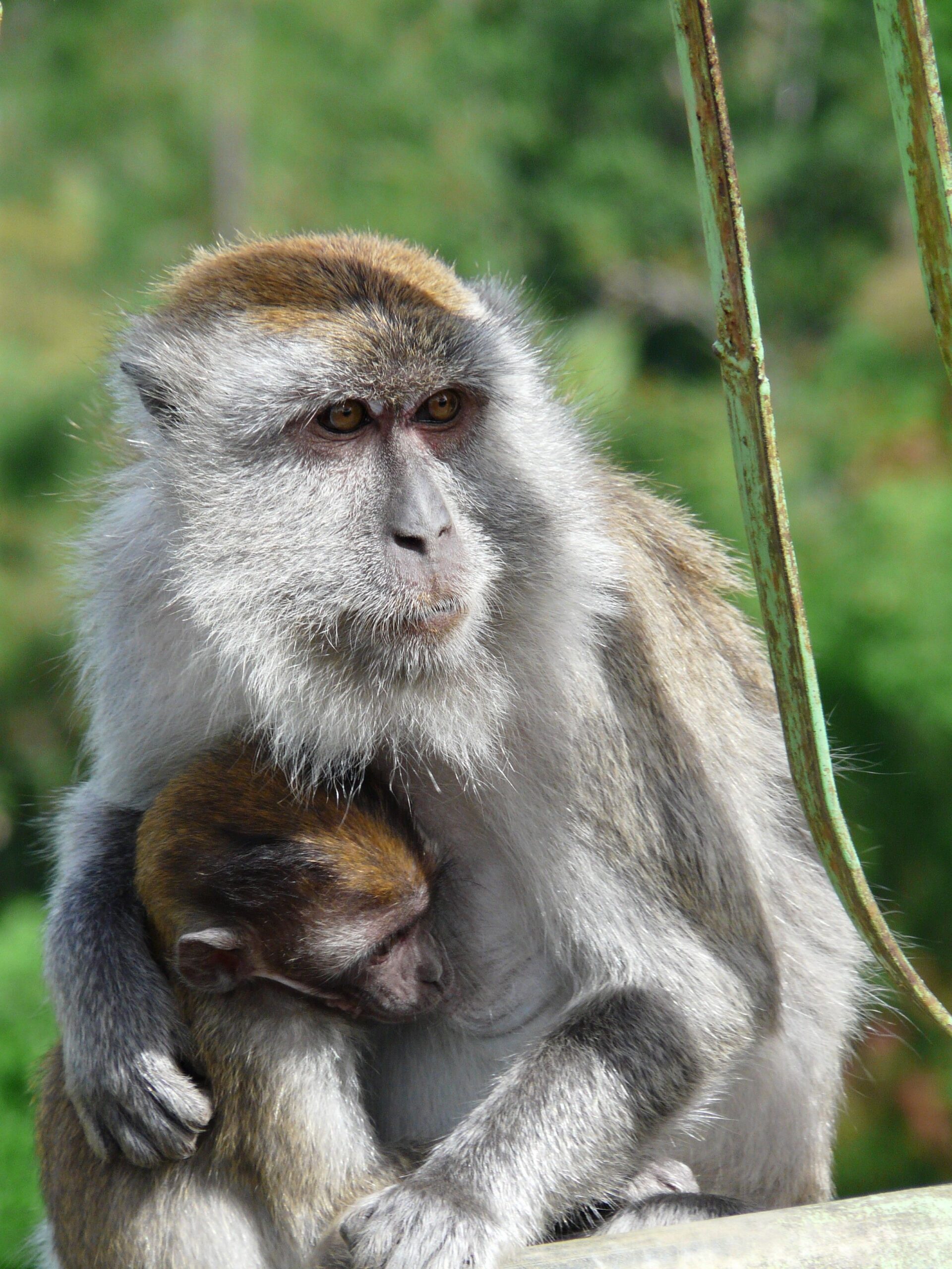 Orang-oetans en lokale stammen op Sumatra