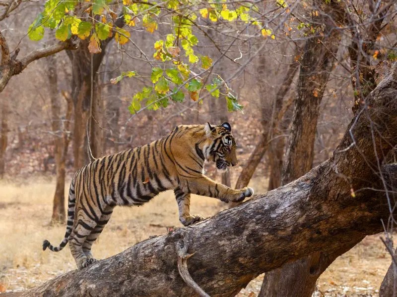 Maharadja’s en koningen – Noord-India & Nepal