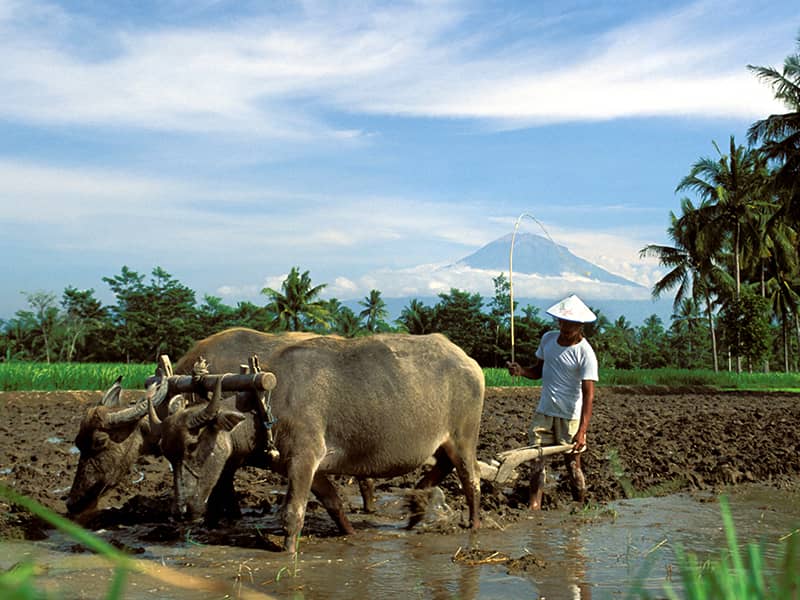 Sumatra, Java & Bali