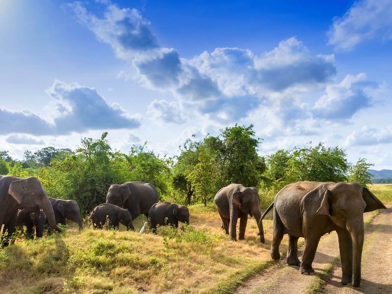 Sri Lanka on a budget