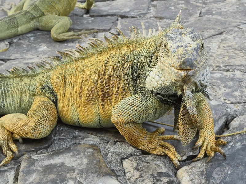 Natuurlijk Ecuador in 3 weken